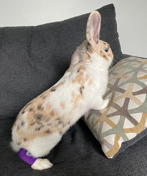 Onetwohop Rabbit Hock Socks